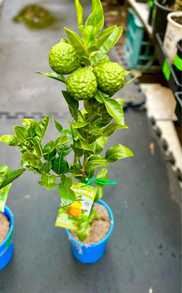 Top Benefits of Having a Kaffir Lime Plant in Sydney