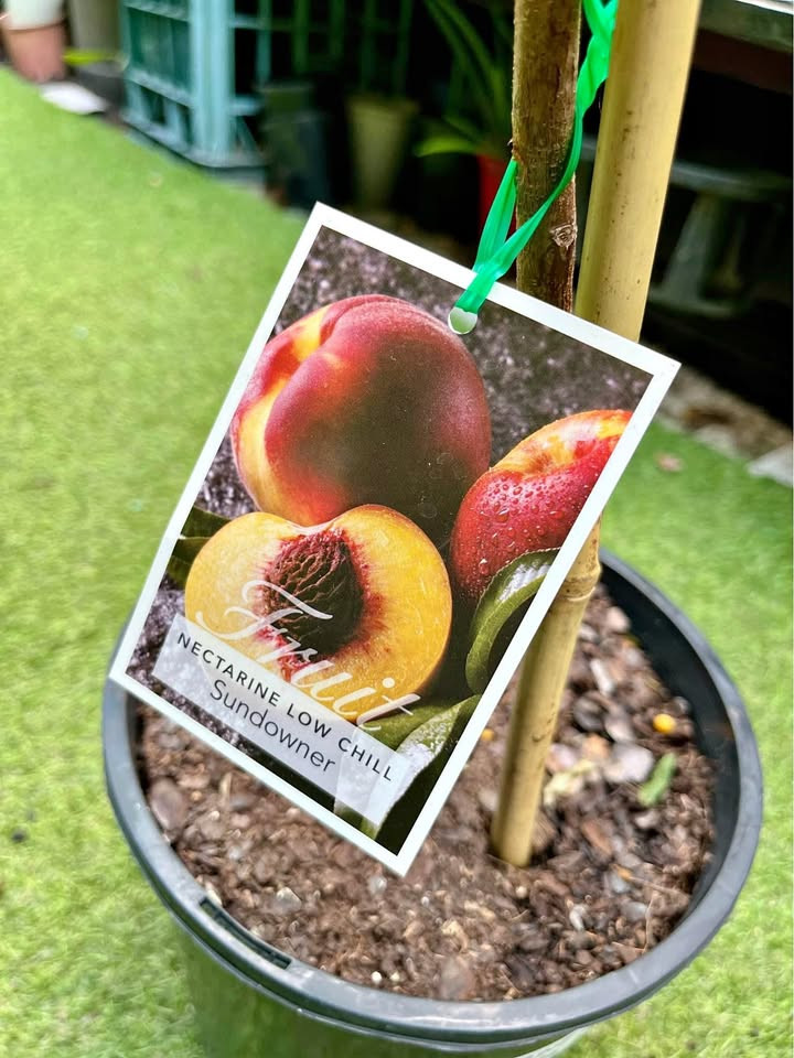 Top Benefits of Growing a Nectarine Plant in Sydney