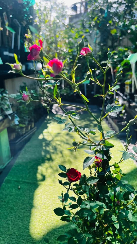 Best Tips for Thriving Miniature Rose Red Plants in Sydney’s Climate