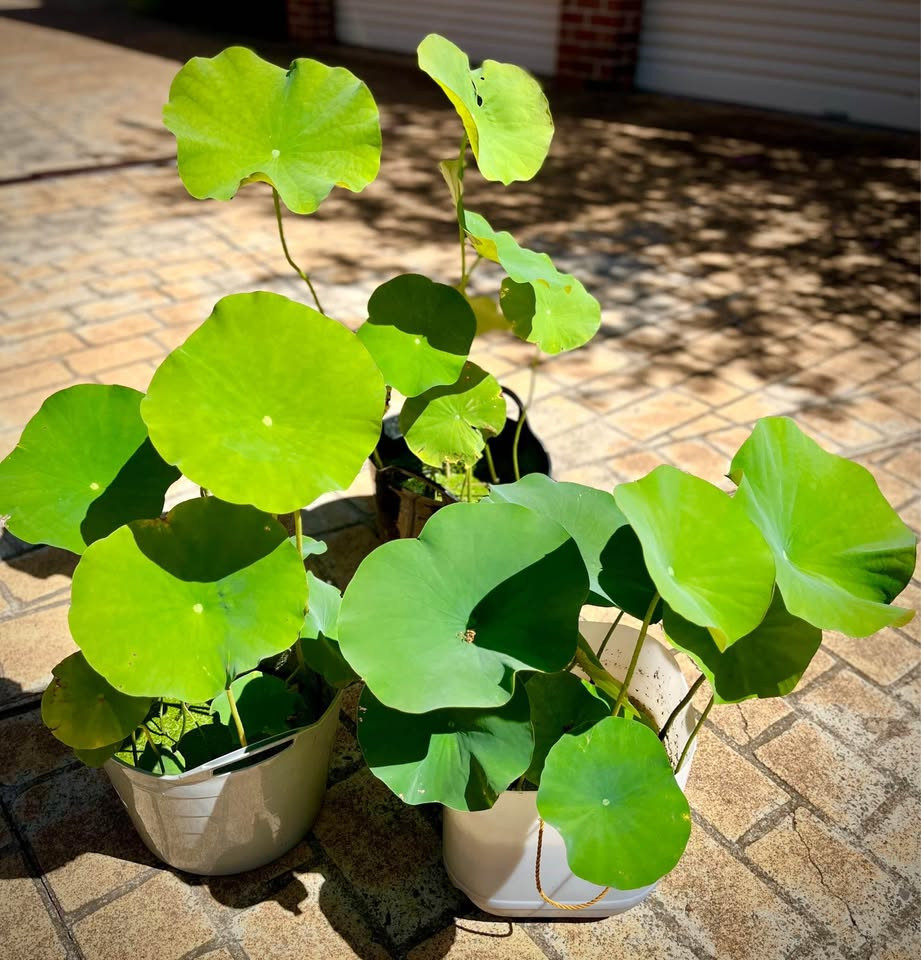 lotus plants in Sydney