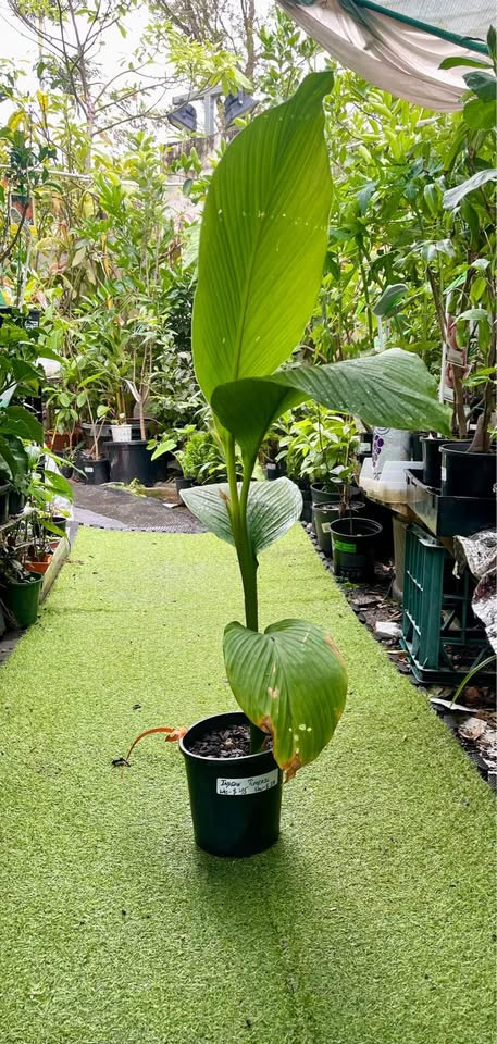 The Best Growing Conditions for Turmeric Plants in Sydney