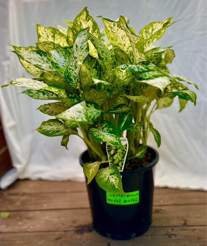 Tips to Keep Your Dieffenbachia Camille Plant Thriving in Sydney