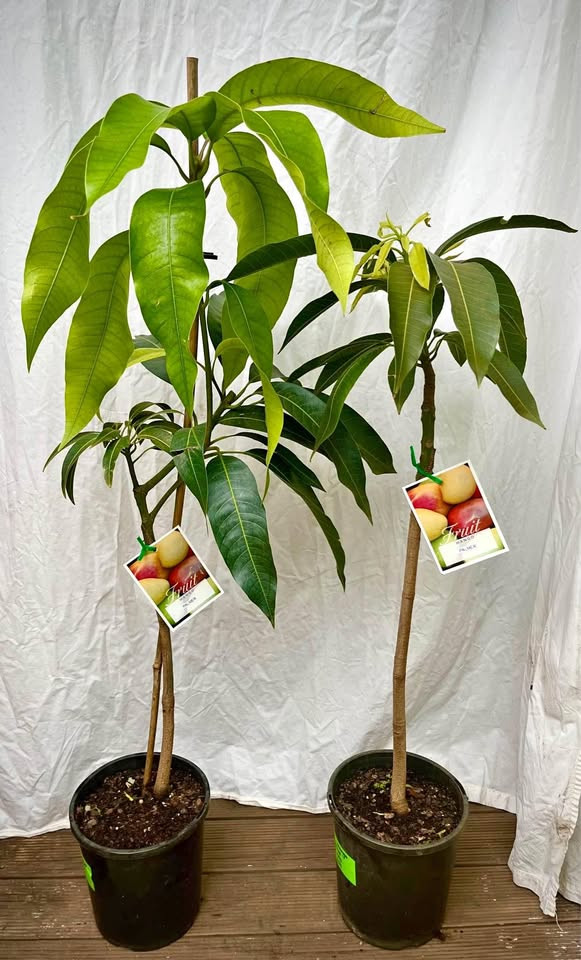 The Best Tips for Growing a Dwarf Palmer Mango Plant in Sydney