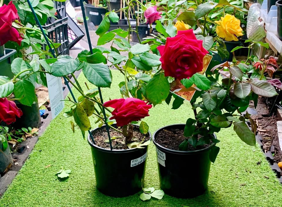 Best Tips for Blooming Miniature Rose Red Plants in Sydney