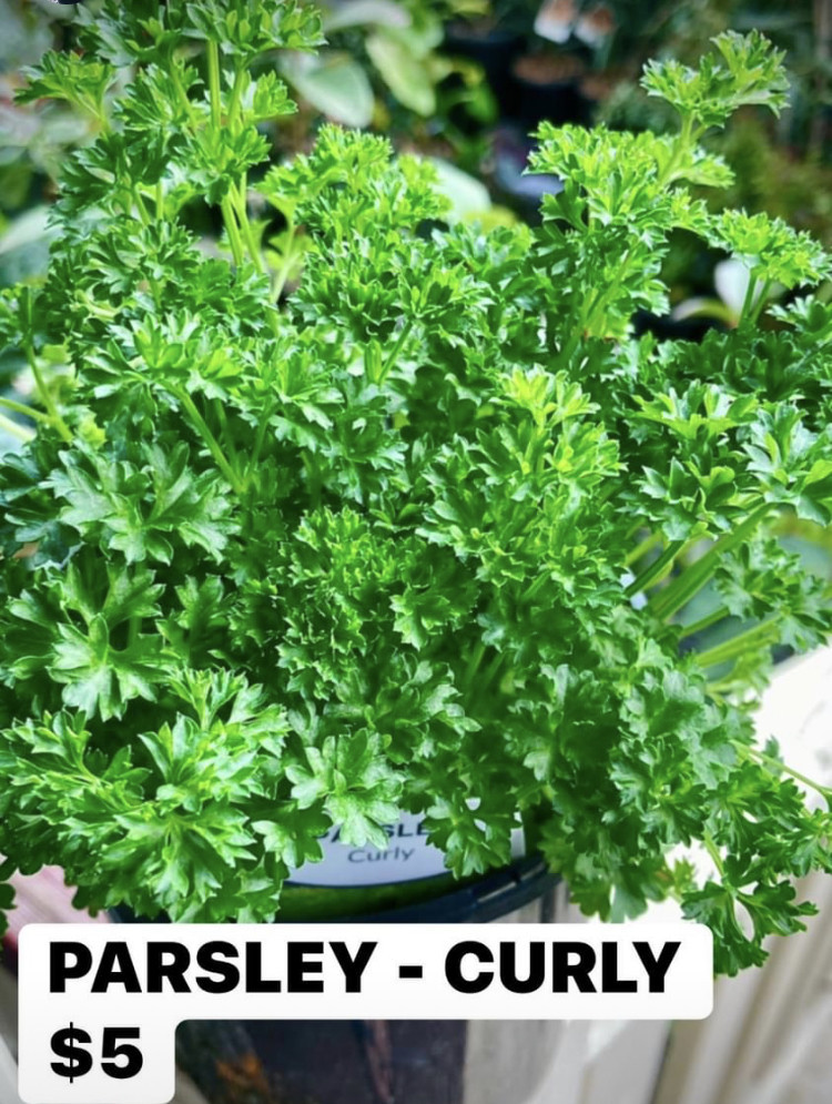 The Benefits of Growing a Parsley Plant in Sydney Home Gardens