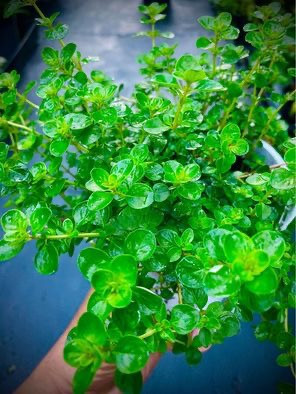 Best Tips for Thriving Thyme Plants in Sydney’s Climate