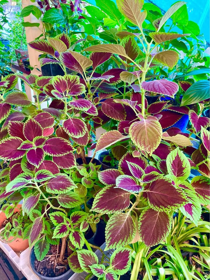 Best Tips for Thriving Coleus Plants in Sydney