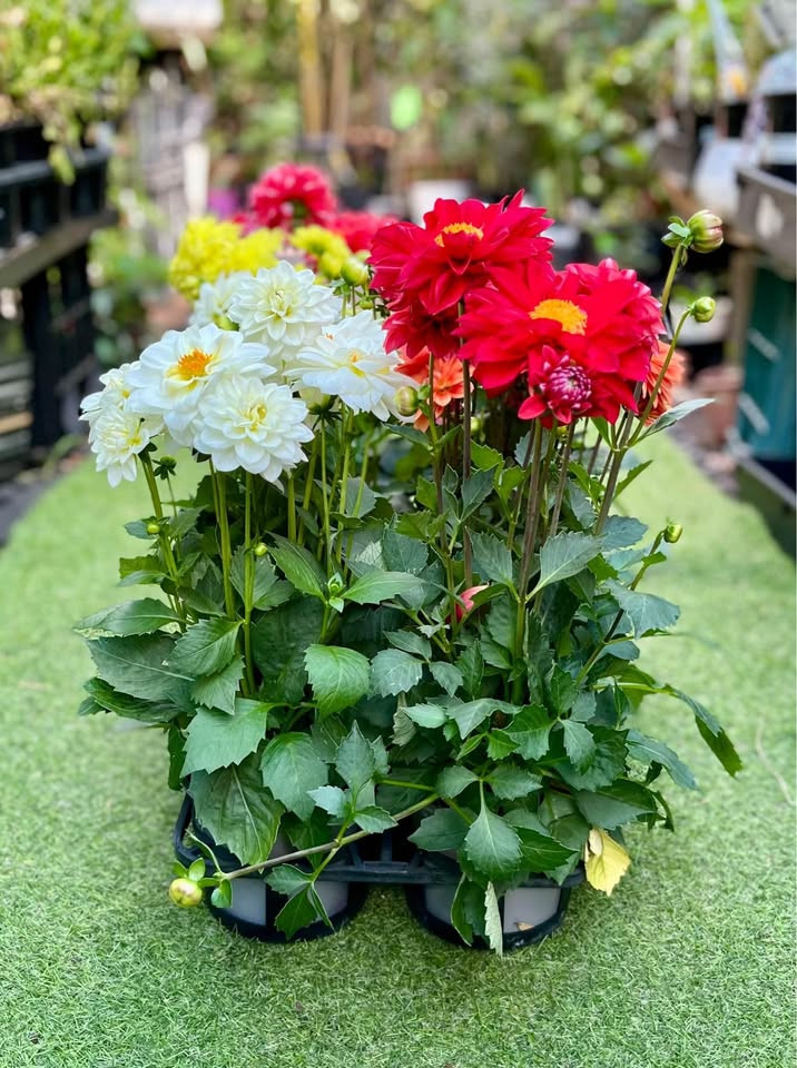 Best Tips for Thriving Dahlia Plants in Sydney Gardens