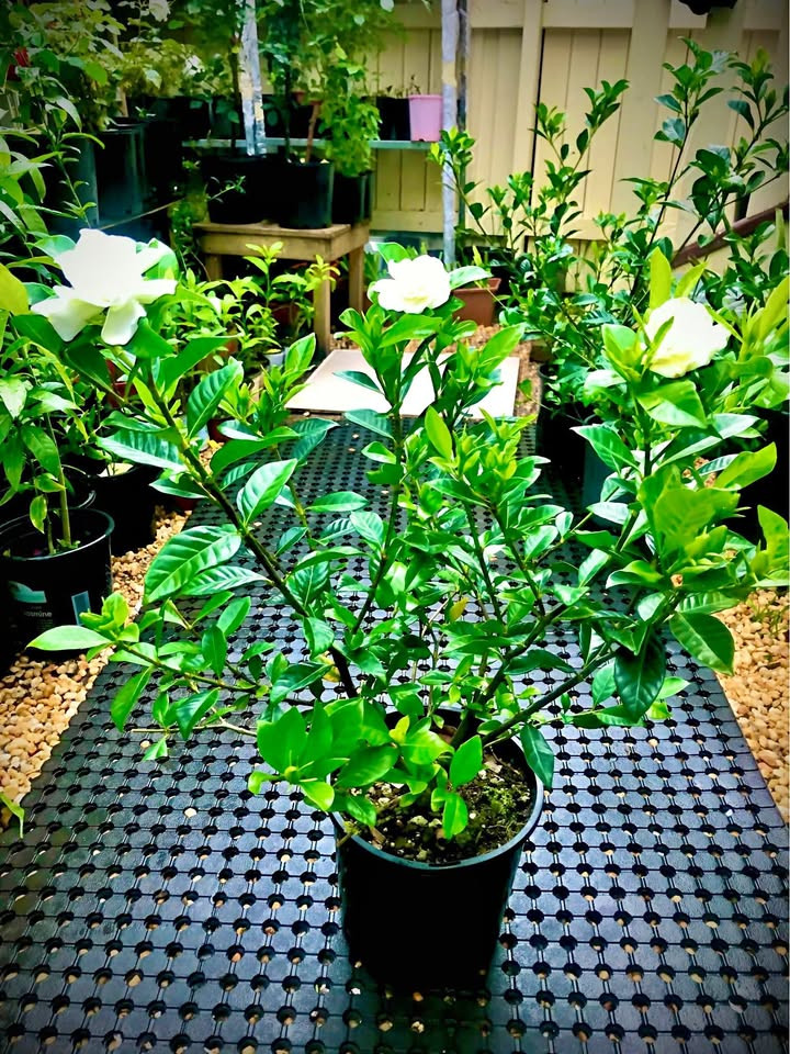 Best Tips for Growing Gardenia Florida Plant in Sydney’s Weather