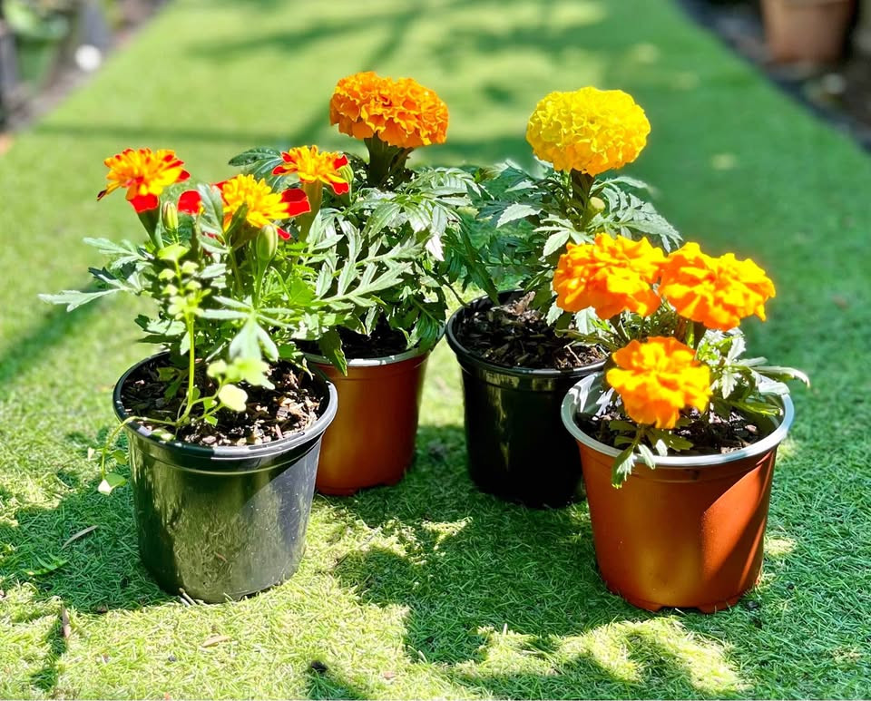 Top Reasons to Add a Marigold Plant to Your Sydney Garden