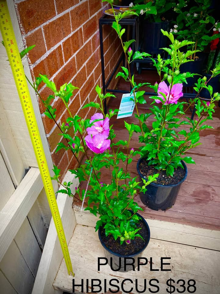 A Complete Guide to Growing Hibiscus Purple Plants in Sydney’s Climate