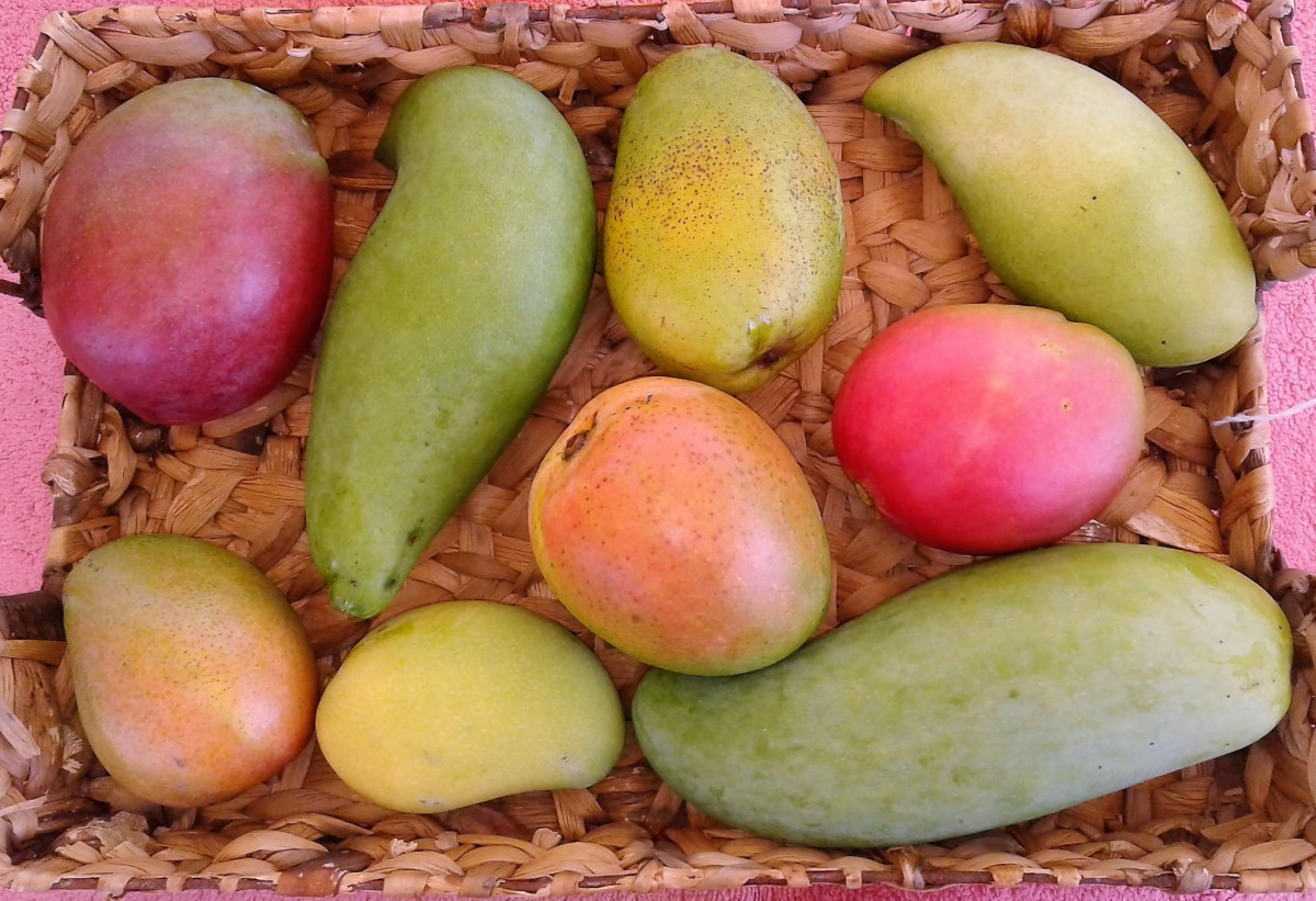 SUPER DELICIOUS AND RARE GRAFTED MANGOES