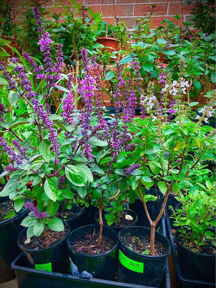 Where to Buy Tulsi Plant in Sydney Australia