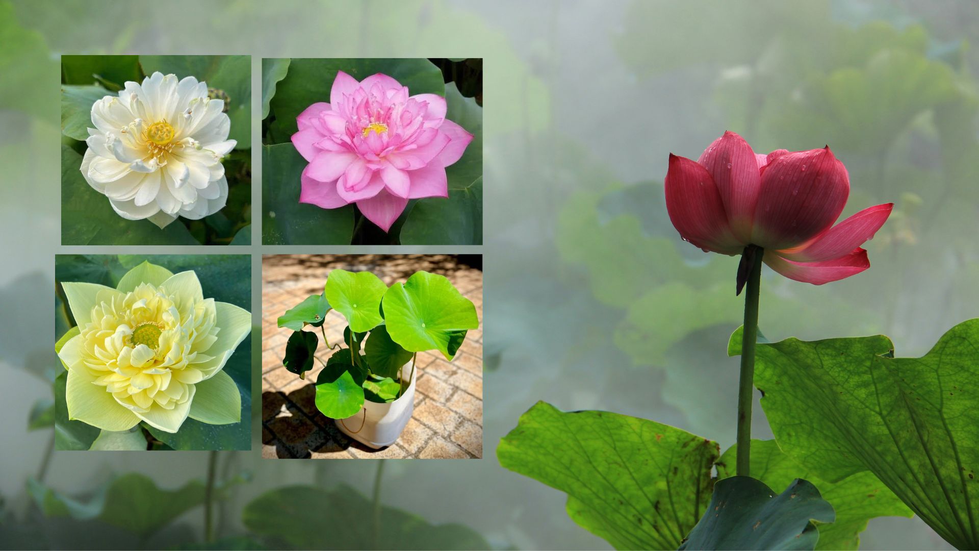 Lotus Plants in Sydney