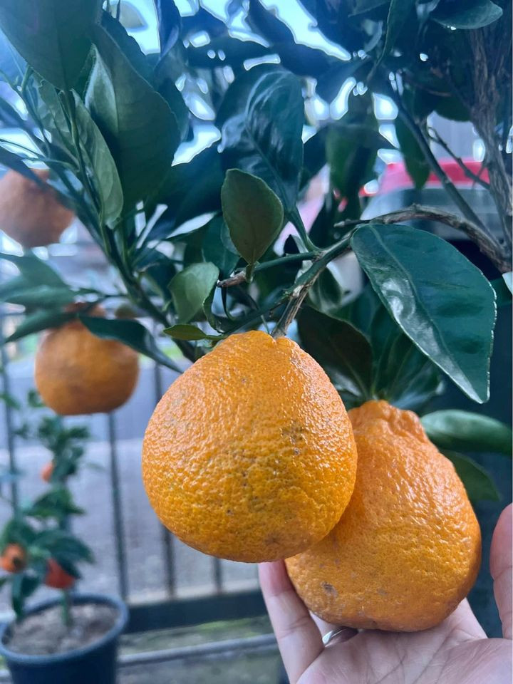 PONKANOMI Mandarin Seedless