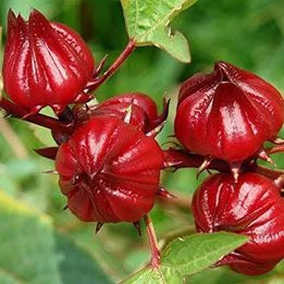 GONGURA / Roselle / Puntikura/ Khatta bhaji / Ambadi Seedling