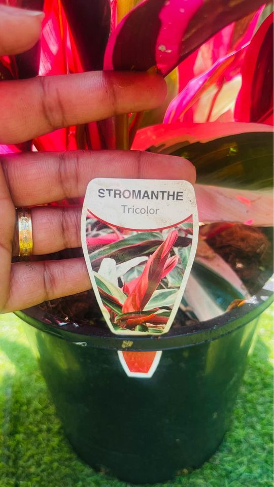 Stromanthe