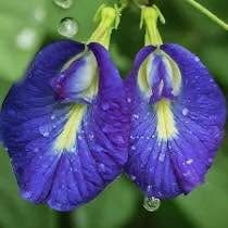 Butterfly Pea / Aparajita / Gokurn / शंखुपुष्पम / विष्णुक्रान्ती / विष्णुकरन्दी