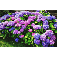 Hydrangeas like morning sun, but do not do well if they're in direct, hot afternoon sun. Partial shade in the later parts of the day is ideal for these beauties.