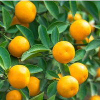 Meiwa Kumquat at Sai Nursery, Sydney