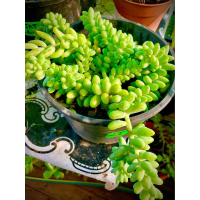 Sedum Morganianum